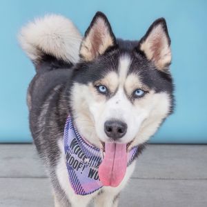 A5704912 Diamond is a sweet girl filled with curiosity and adventure She also happens to have the