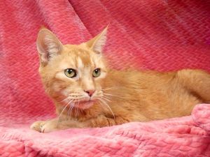 A5705842 Meet Mikey the Ginger Gentleman Ready for His Forever Home This swee