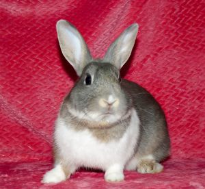 A5706356 Carrot Cake is the sweetest bunny ever We can definitely tell that hi