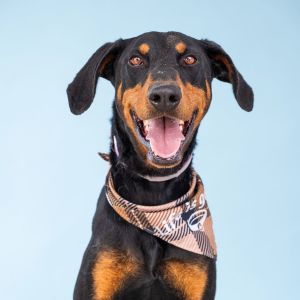 RAIDER Doberman Pinscher Dog