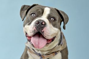 SPOT Pit Bull Terrier Dog