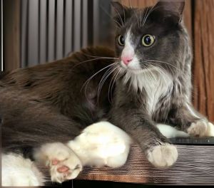 SOFIA Domestic Medium Hair Cat