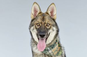 OSHLY German Shepherd Dog Dog