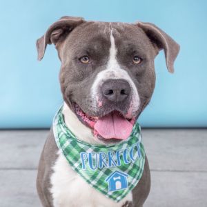 MERCURIO Pit Bull Terrier Dog