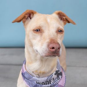A5704368 Meet Blondie a loveable adult Chihuahua mix looking to give her big h