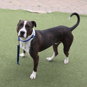 Tracey, Young Male Mixed Breed