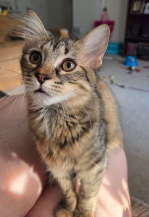 Mink, Young Female Domestic Medium Hair