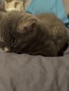 Scrappy photo 4