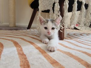 Twain, Baby Female American Shorthair