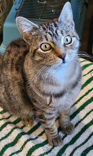 Lucy aka Petunia 25 yrs Brown tabby I am Lucy and looking for my one and o
