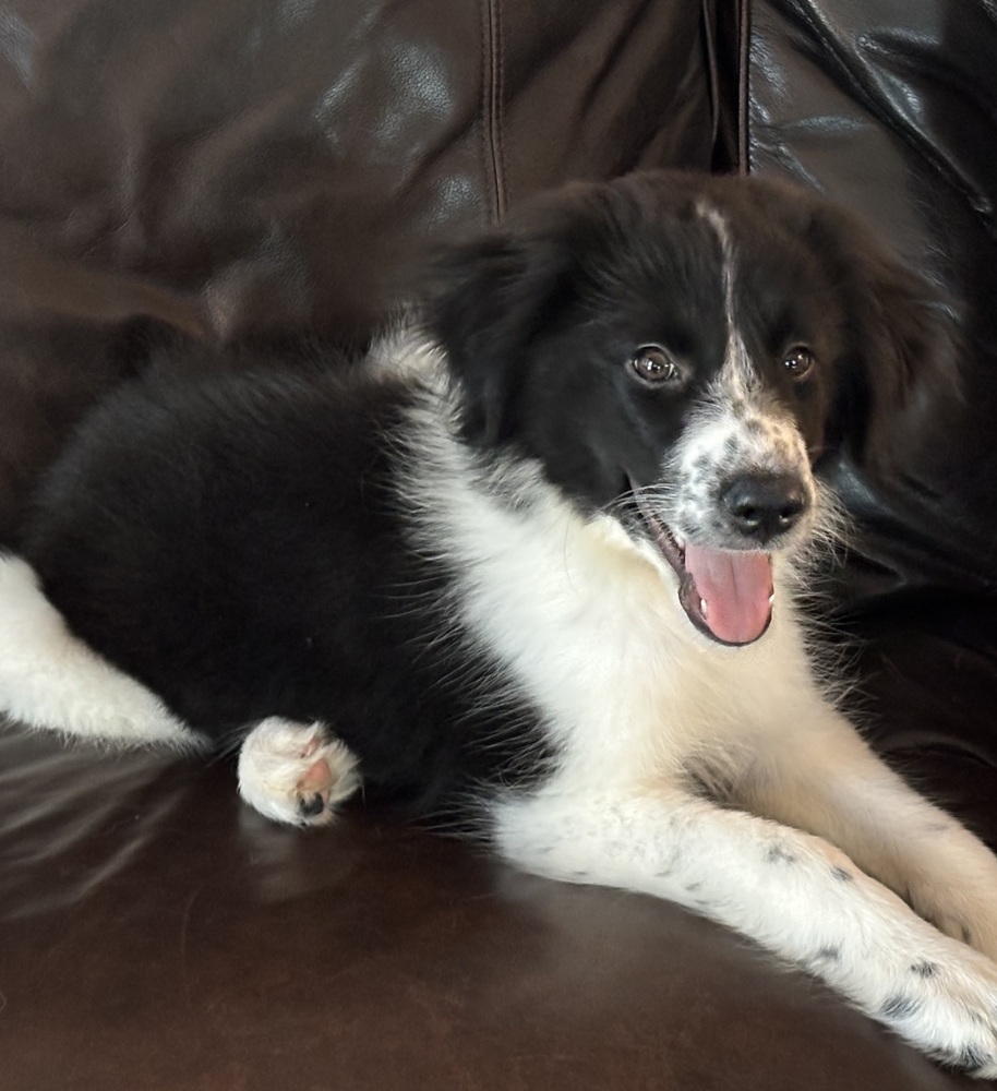 Bailey