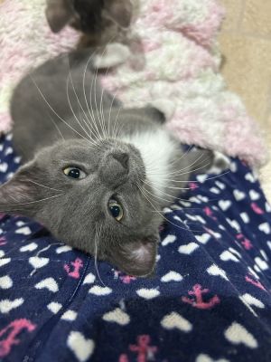 Asaya, Baby Female Domestic Short Hair