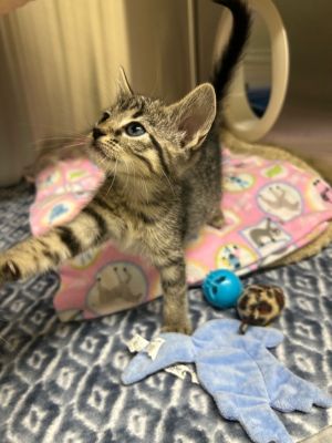 Vitani, Baby Female Domestic Short Hair