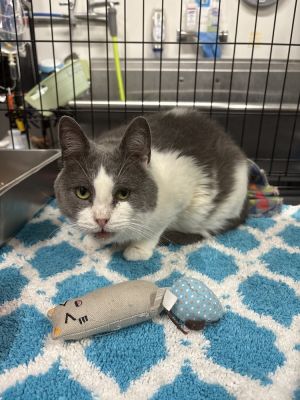 Fisher, Adult Male Domestic Short Hair
