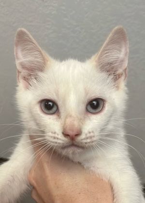 Blond Roast Blondie, Baby Male Siamese