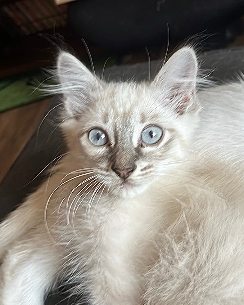 Smoky, an adoptable Ragdoll in New Braunfels, TX, 78130 | Photo Image 1