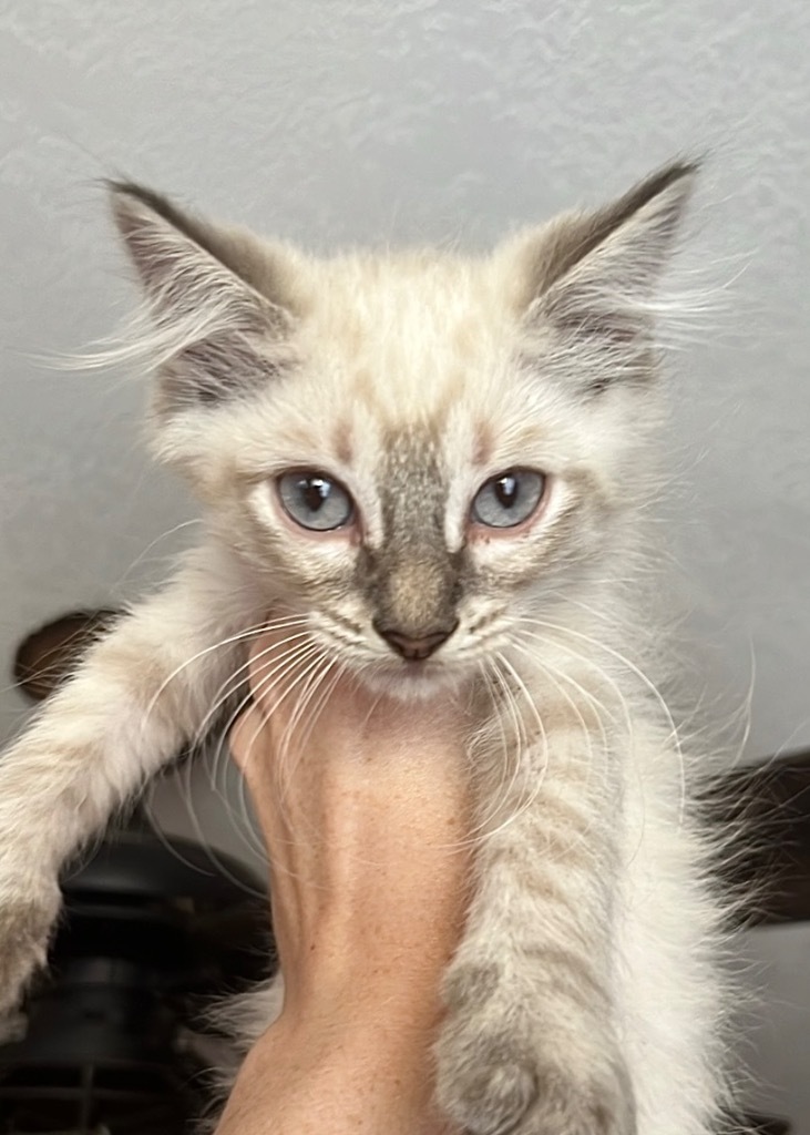 Smoky, an adoptable Ragdoll in New Braunfels, TX, 78130 | Photo Image 2