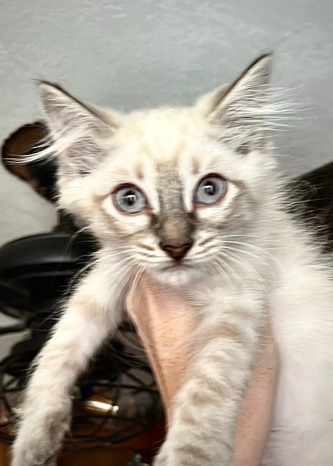 Smoky, an adoptable Ragdoll in New Braunfels, TX, 78130 | Photo Image 3