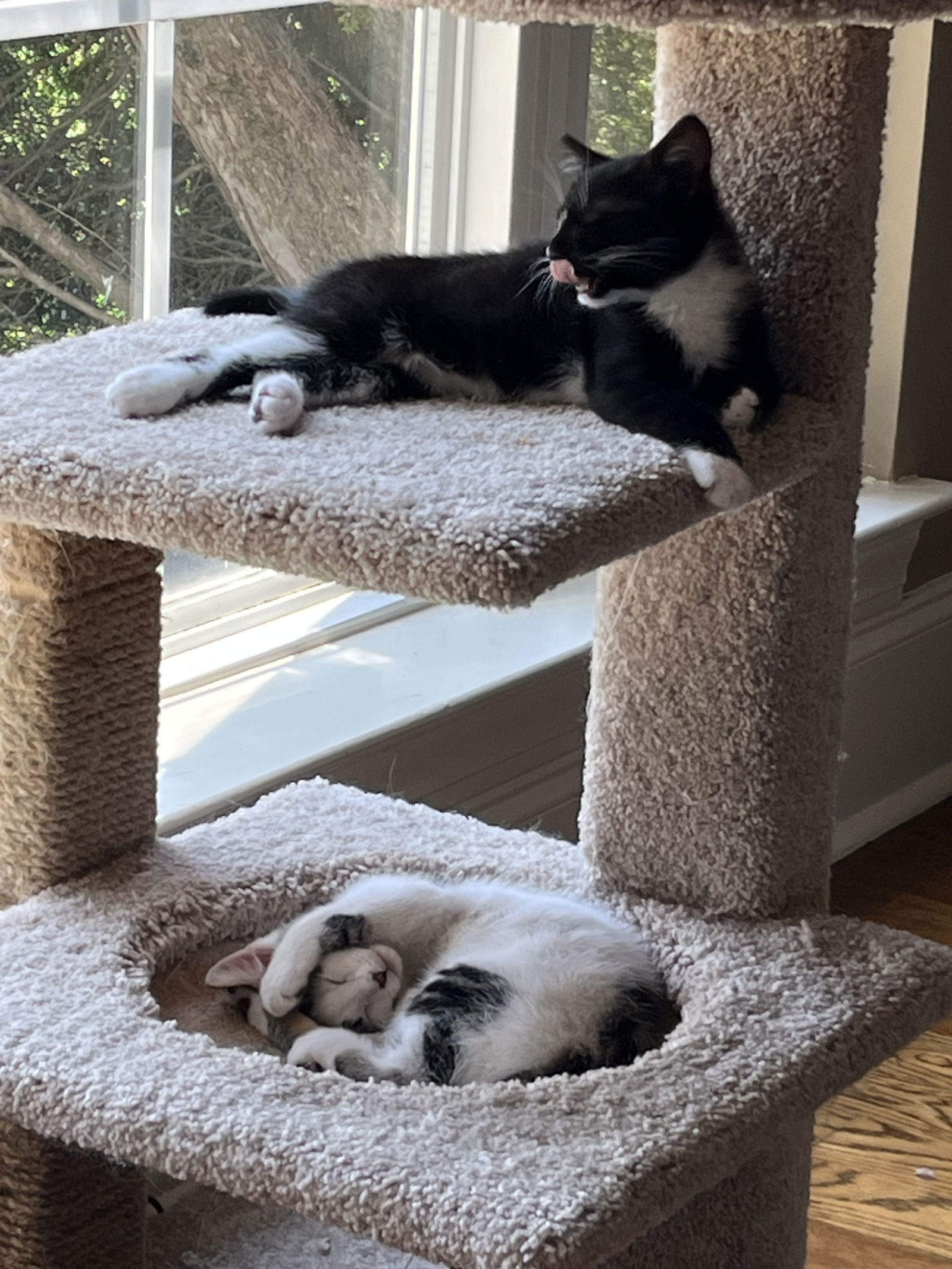 Mochi