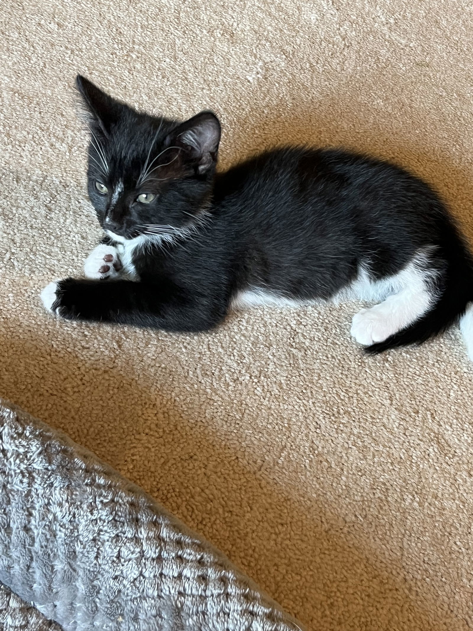 Mochi
