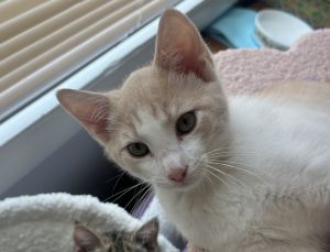 Chai, Baby Female Domestic Short Hair