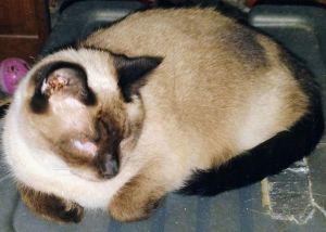 Harlowe, Adult Female Siamese