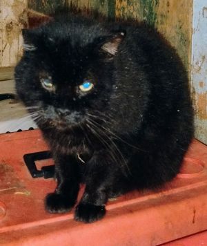 Stubby, Adult Male Domestic Short Hair