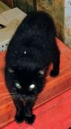 Stubby photo 2