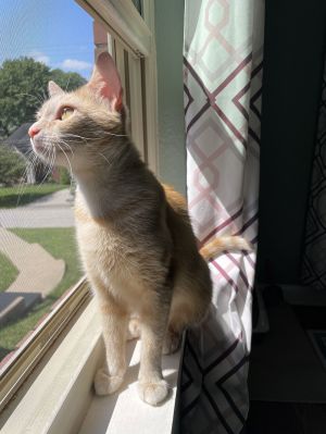 Mimi, Adult Female unknown