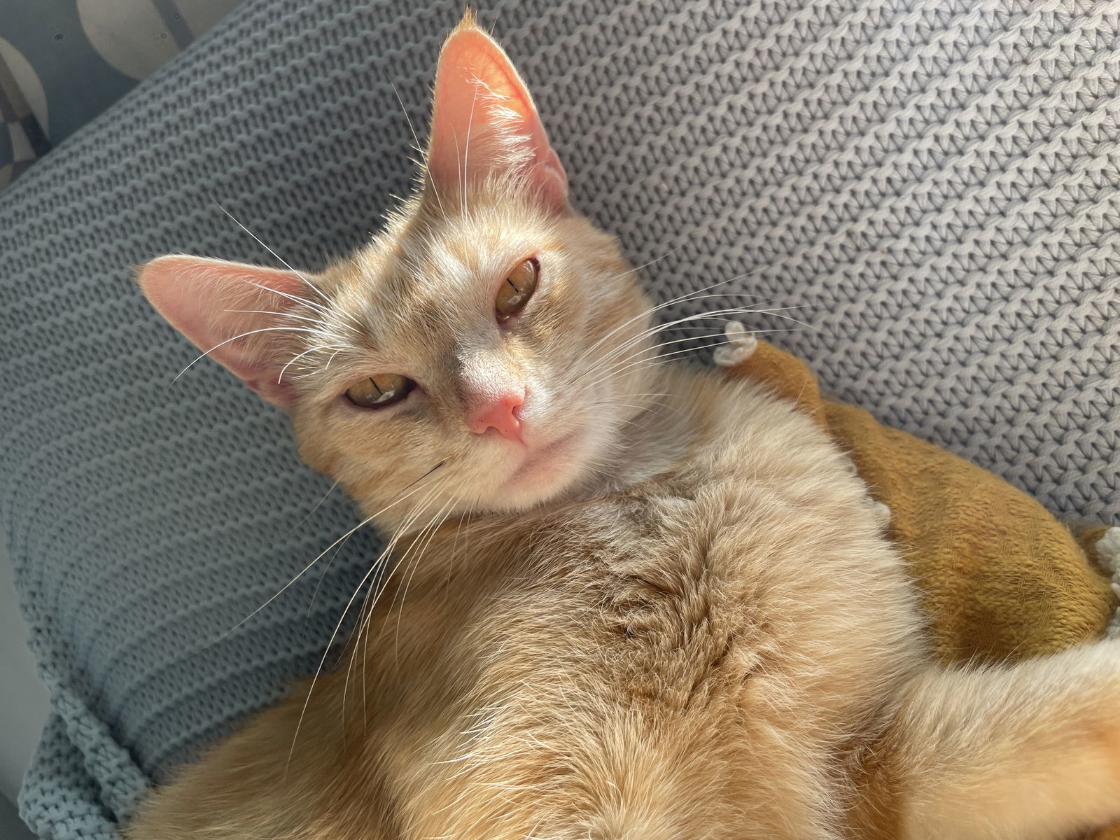 Mimi