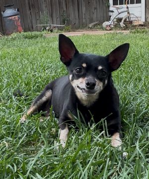 Cali, Adult Female Chihuahua