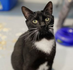 Jupiter, Young Male Domestic Short Hair