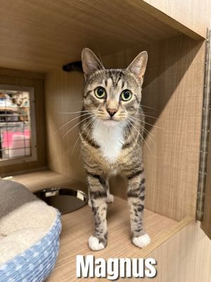 Magnus, Adult Male Domestic Short Hair