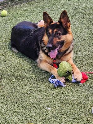 Belly, Adult Female German Shepherd Dog