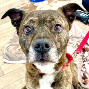 Bronx, Adult Male Shepherd