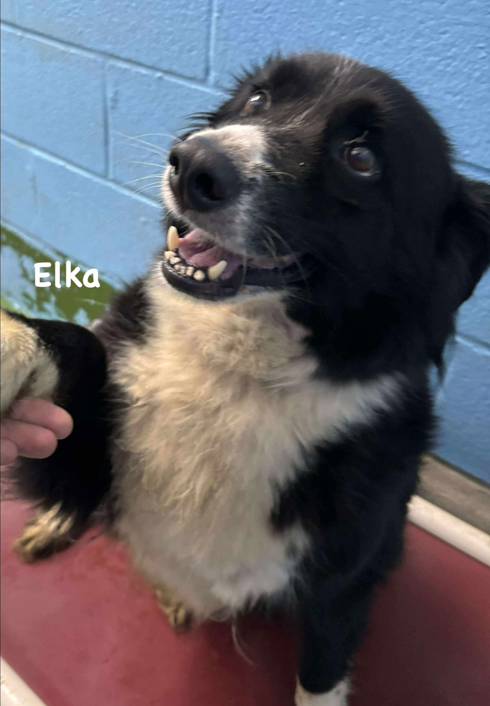 Elka: At shelter