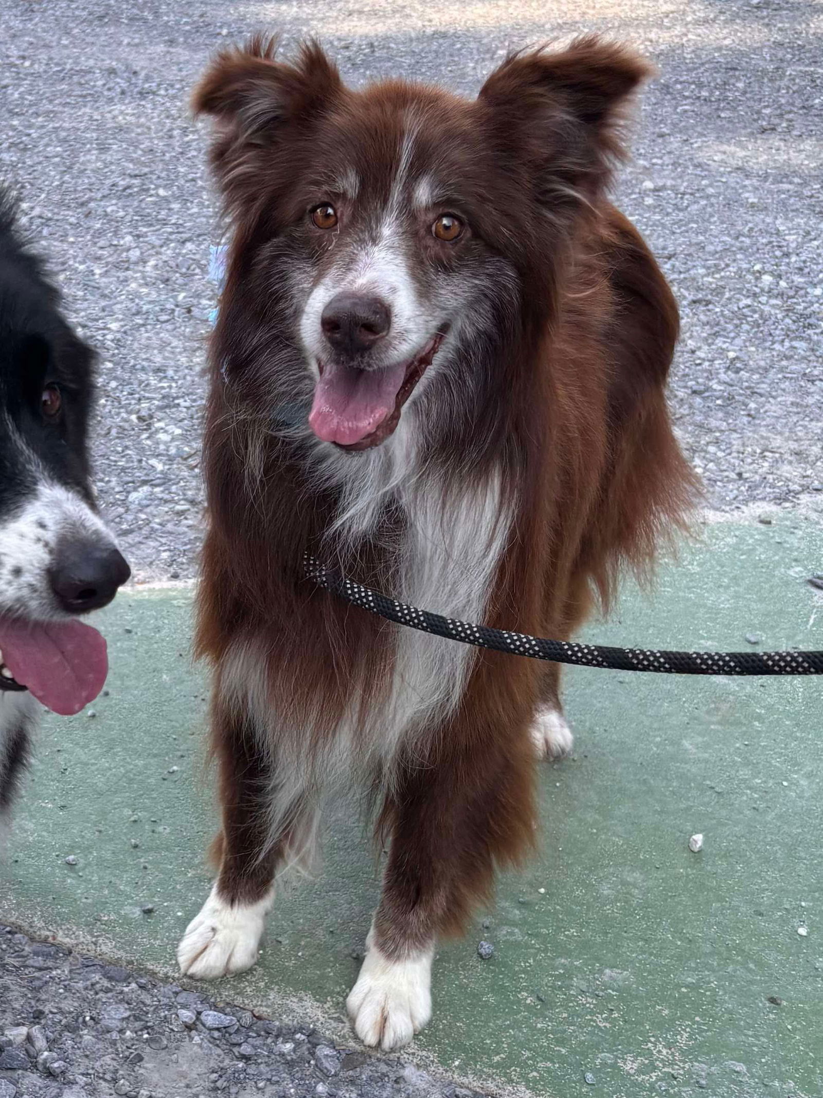 Finn: Not At the shelter ( Michelle E)