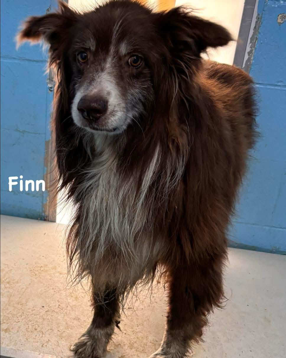 Finn: At the shelter