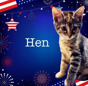 Hen, Baby Female Domestic Short Hair