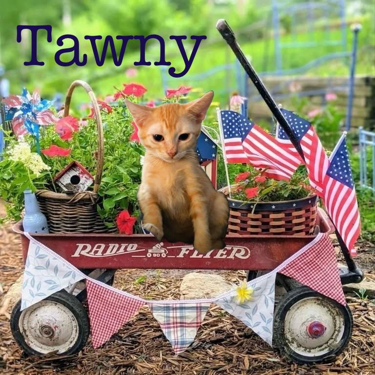Tawny
