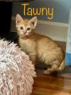 Tawny photo 3