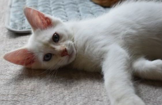 Cotton