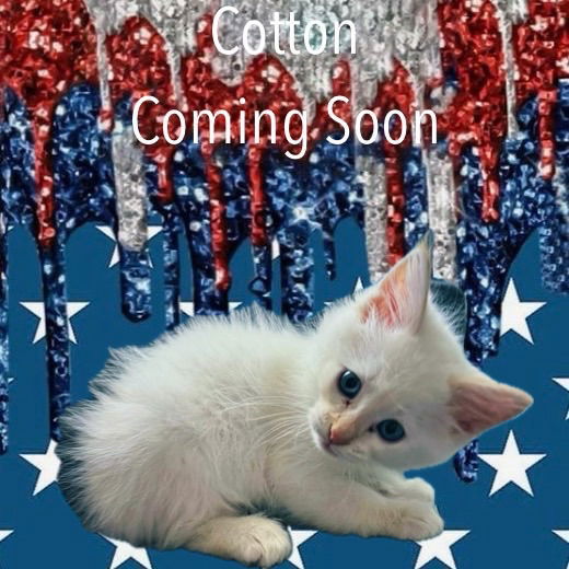 Cotton