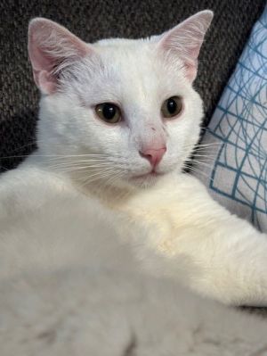 Aslan, Adult Male unknown