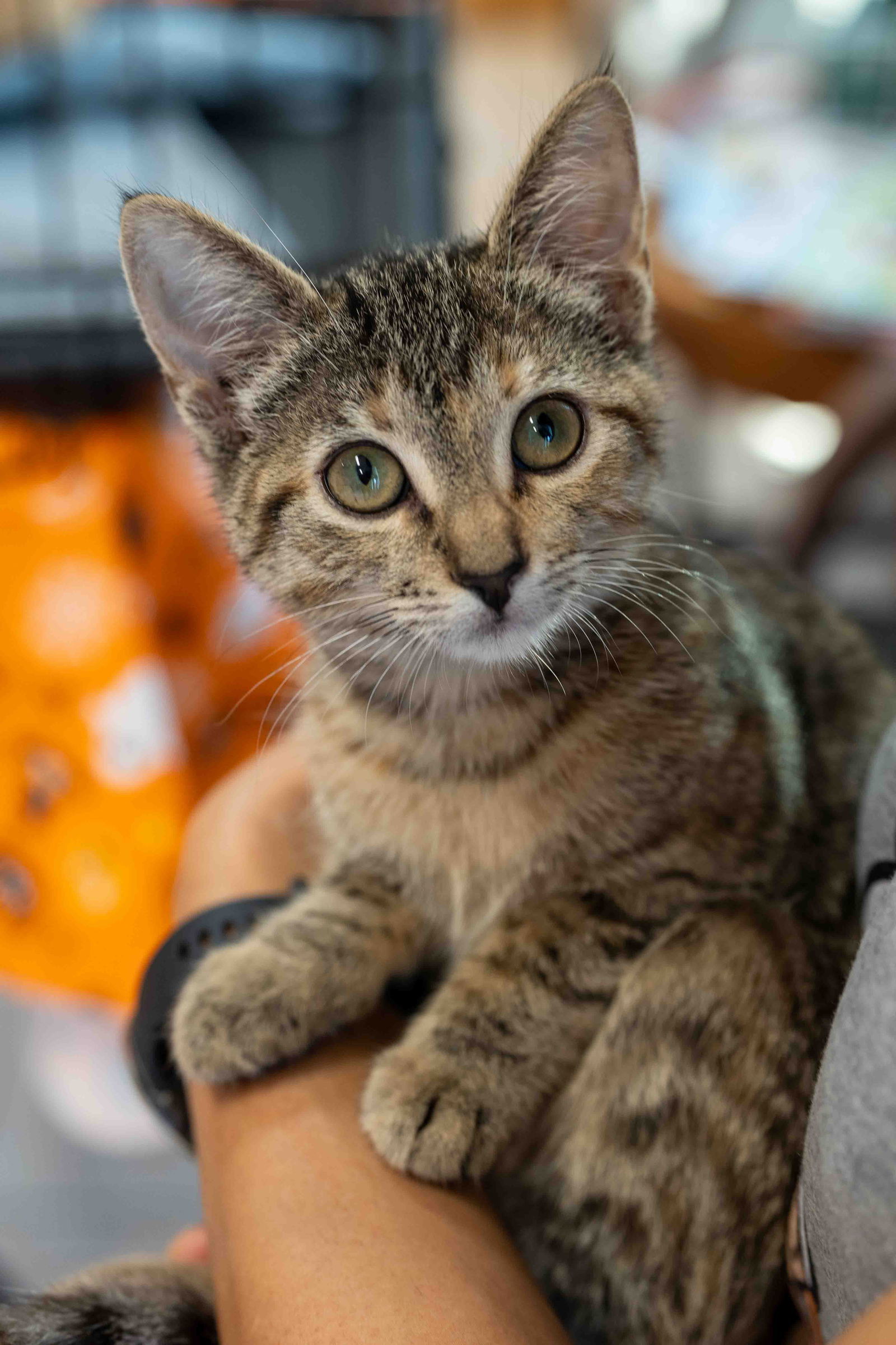 Cleo