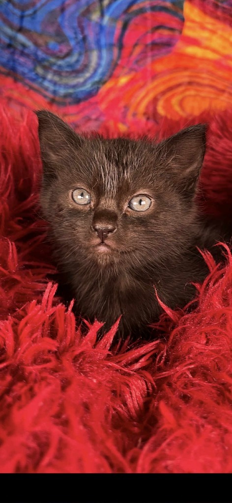 Merlot