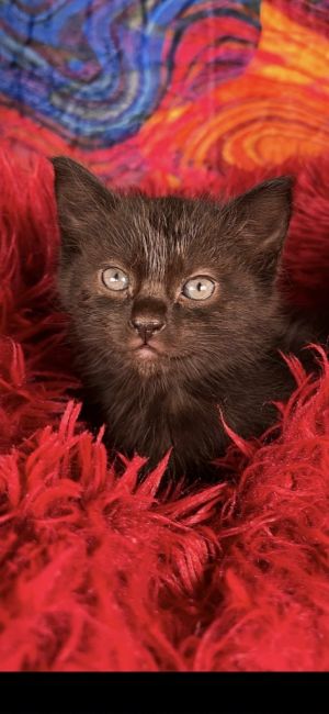 Merlot, Baby Female Domestic Short Hair