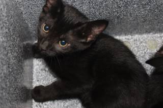 Cayenne