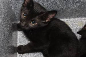 Cayenne, Baby Female Domestic Short Hair