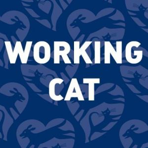 Tabasco (Barn Cat) Domestic Short Hair Cat
